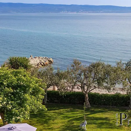 Pitomcia (adults Only)